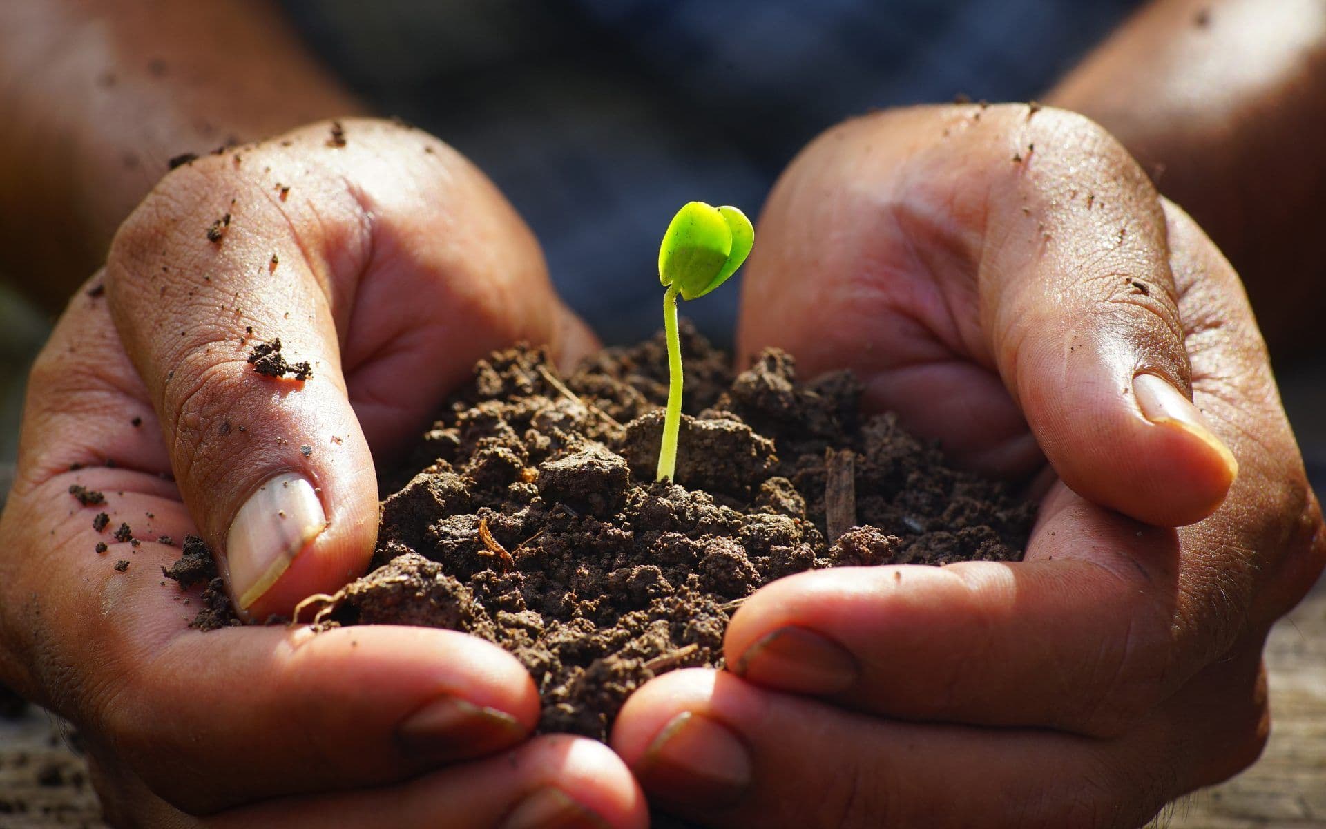 Planting the Seed and Lessons from the Parable of the Sower
