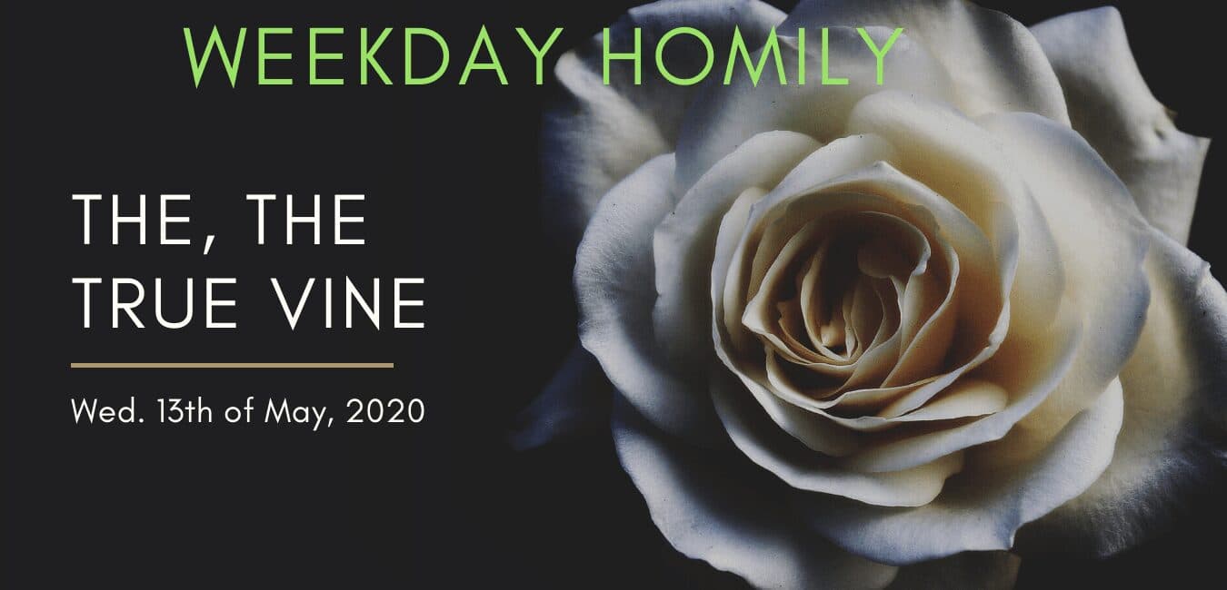 JESUS, THE TRUE VINE