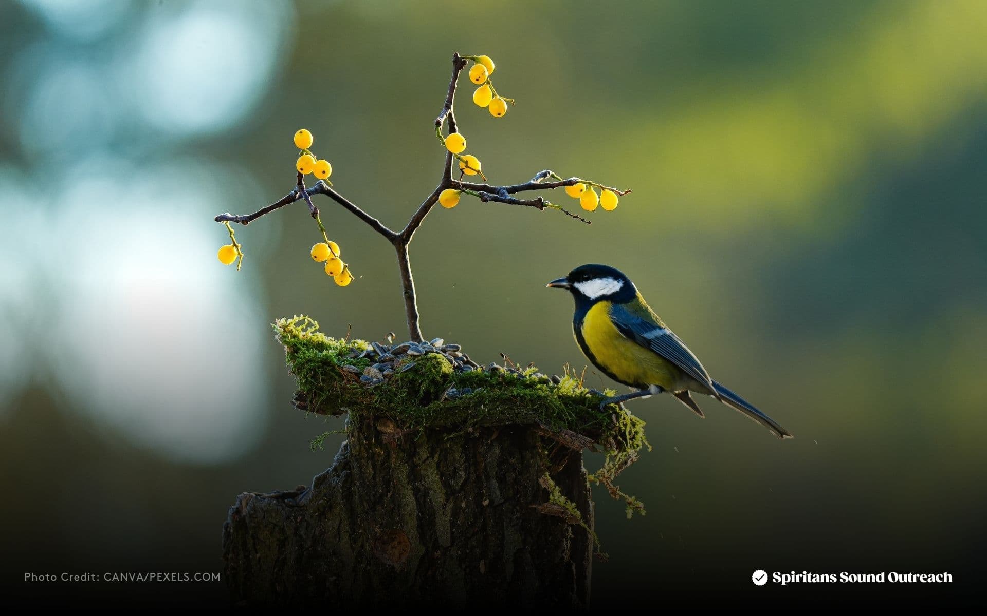 The New Shoot from the Stump